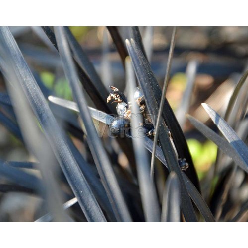 Blad-leaf Ophiopogon planiscapus Niger - Zwart gras