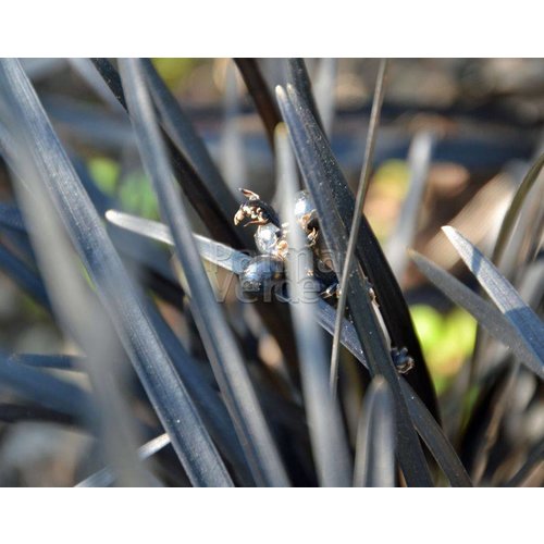 Siergrassen - Ornamental Grasses Ophiopogon planiscapus Niger - Zwart gras