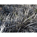 Blad-leaf Ophiopogon planiscapus Niger - Zwart gras