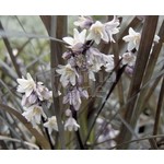 Blad-leaf Ophiopogon planiscapus Niger - Zwart gras