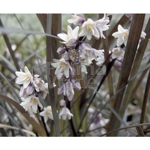 Blad-leaf Ophiopogon planiscapus Niger - Zwart gras