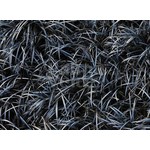 Blad-leaf Ophiopogon planiscapus Niger - Black grass