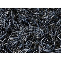 Blad-leaf Ophiopogon planiscapus Niger - Black grass