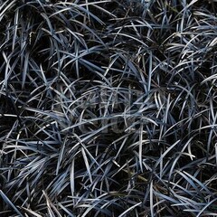 Blad-leaf Ophiopogon planiscapus Niger - Black grass
