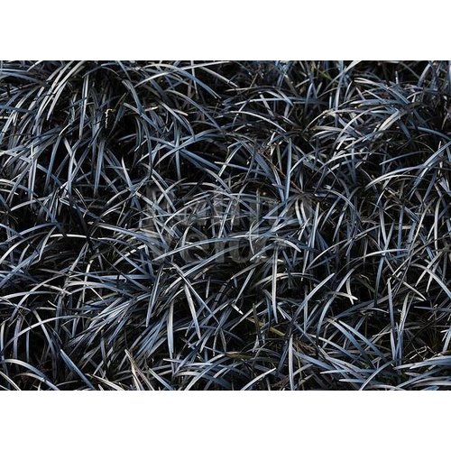 Blad-leaf Ophiopogon planiscapus Niger - Herbe noir