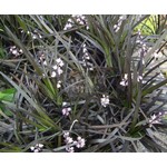 Blad-leaf Ophiopogon planiscapus Niger - Zwart gras