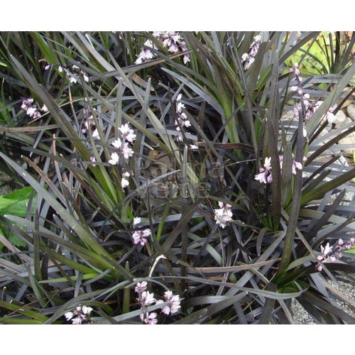 Blad-leaf Ophiopogon planiscapus Niger - Zwart gras
