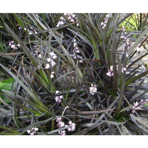 Siergrassen-ornamental grasses Ophiopogon planiscapus Niger - Zwart gras
