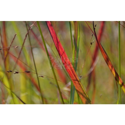 Siergrassen - Ornamental Grasses Panicum virgatum Shenandoah - Vingergras