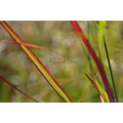 Siergrassen - Ornamental Grasses Panicum virgatum Shenandoah - Vingergras