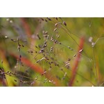 Siergrassen - Ornamental Grasses Panicum virgatum Shenandoah - Vingergras