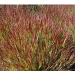 Siergrassen - Ornamental Grasses Panicum virgatum Shenandoah - Vingergras