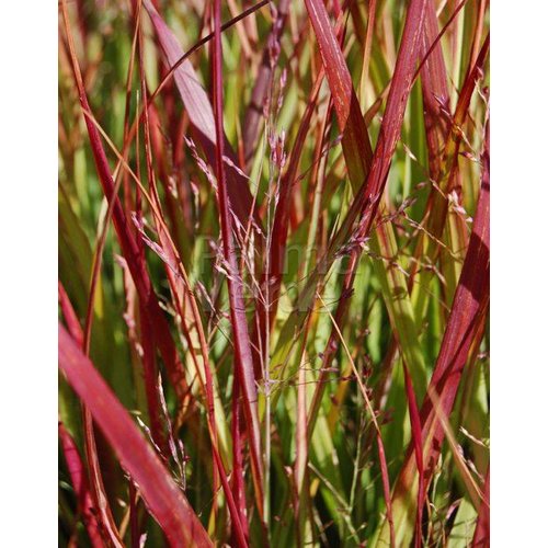 Siergrassen - Ornamental Grasses Panicum virgatum Shenandoah - Vingergras