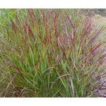 Siergrassen - Ornamental Grasses Panicum virgatum Shenandoah - Vingergras