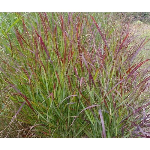 Siergrassen - Ornamental Grasses Panicum virgatum Shenandoah - Vingergras