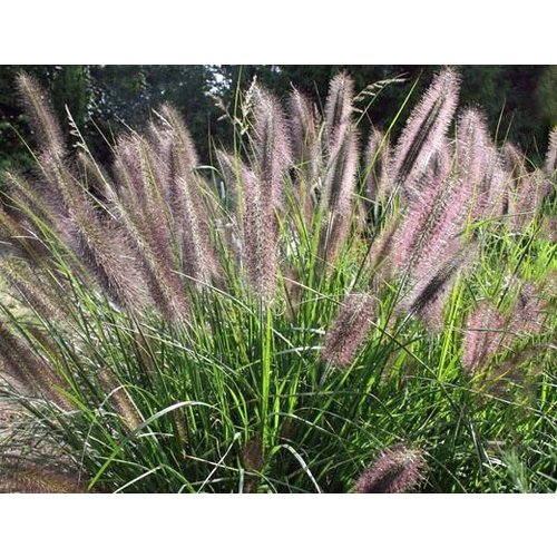 Siergrassen - Ornamental Grasses Pennisetum viridescens