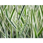 Siergrassen - Ornamental Grasses Phalaris arundinacea Picta - Kanariegras - Rietgras
