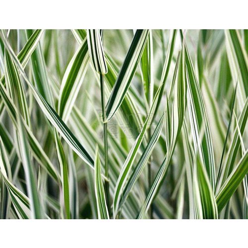 Siergrassen-ornamental grasses Phalaris arundinacea Picta - Kanariegras - Rietgras
