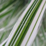 Siergrassen - Ornamental Grasses Phalaris arundinacea Picta - Kanariegras - Rietgras