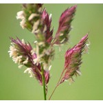 Siergrassen - Ornamental Grasses Phalaris arundinacea Picta - Kanariegras - Rietgras