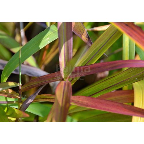 Siergrassen - Ornamental Grasses Spodiopogon sibiricus