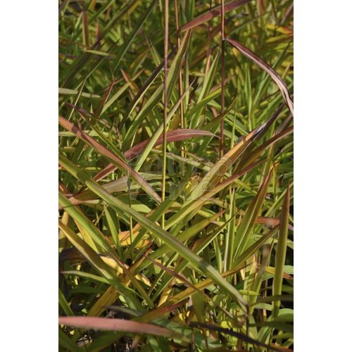 Siergrassen - Ornamental Grasses Spodiopogon sibiricus