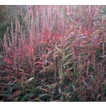 Siergrassen - Ornamental Grasses Spodiopogon sibiricus