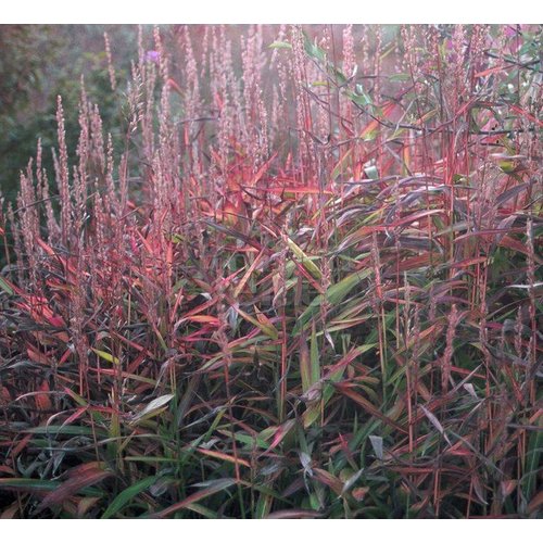 Siergrassen - Ornamental Grasses Spodiopogon sibiricus