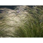 Siergrassen - Ornamental Grasses Stipa tenuissima Pony Tails - Vedergras