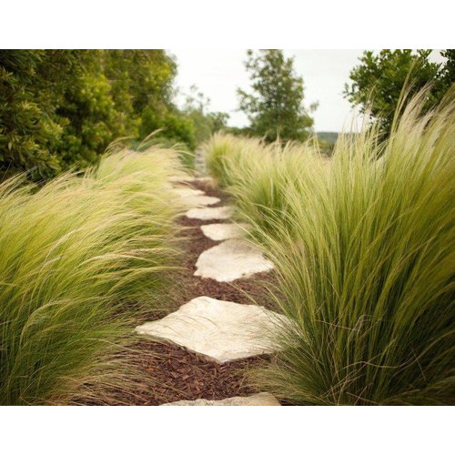 Siergrassen - Ornamental Grasses Stipa tenuissima Pony Tails - Vedergras