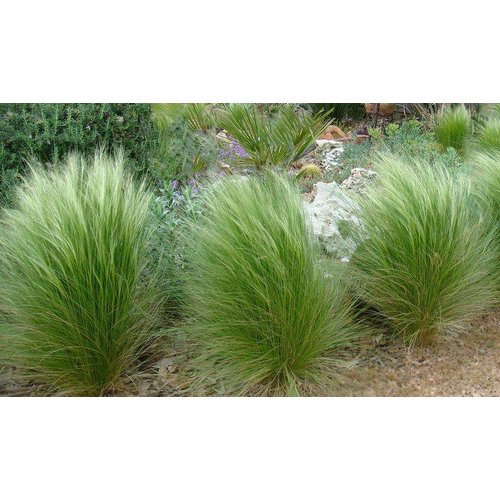Siergrassen - Ornamental Grasses Stipa tenuissima Pony Tails - Vedergras