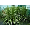 Blad-leaf Cordyline australis
