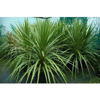 Blad-leaf Cordyline australis