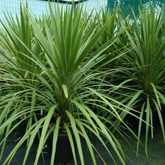 Blad-leaf Cordyline australis