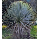 Woestijn-desert Yucca rostrata