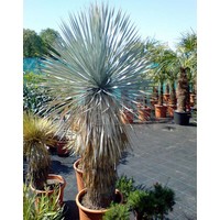 Woestijn-desert Yucca rostrata