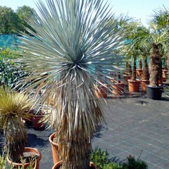 Woestijn-desert Yucca rostrata