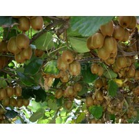 Eetbare tuin-edible garden Actinidia deliciosa Jenny - Kiwi