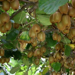 Eetbare tuin-edible garden Actinidia deliciosa Jenny - Kiwi