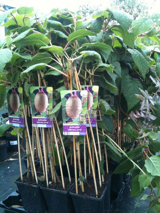 Actinidia deliciosa Jenny Kiwi Palma Verde Exoten