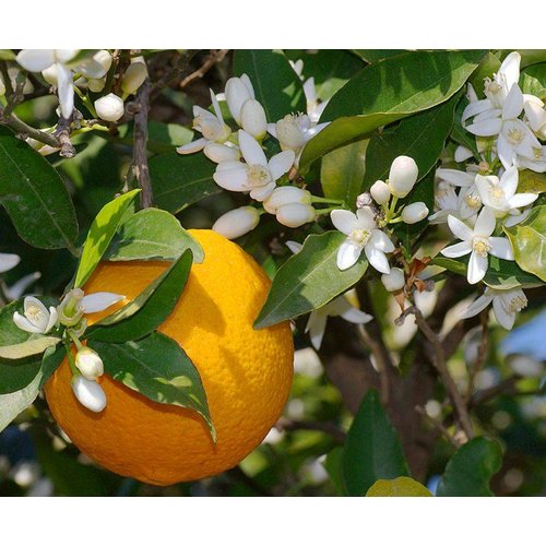 Eetbare tuin-edible garden Citrus sinensis - Orange tree