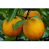 Eetbare tuin-edible garden Citrus sinensis - Orange