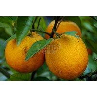 Eetbare tuin-edible garden Citrus sinensis - Sinaasappelboom