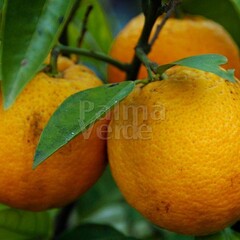 Eetbare tuin-edible garden Citrus sinensis - Orange tree