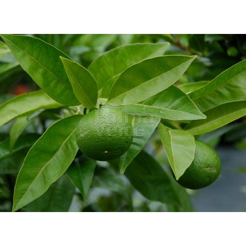 Eetbare tuin-edible garden Citrus sinensis - Orange tree