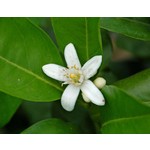 Eetbare tuin-edible garden Citrus sinensis - Sinaasappelboom