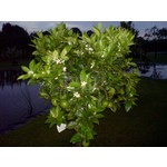 Eetbare tuin-edible garden Citrus sinensis - Orange tree