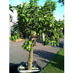 Eetbare tuin-edible garden Citrus sinensis - Orange tree