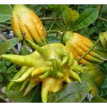 Eetbare tuin-edible garden Citrus medica Hand of Buddha - Hand of Buddha