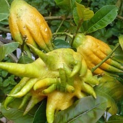 Eetbare tuin-edible garden Citrus medica Hand of Buddha - Hand of Buddha